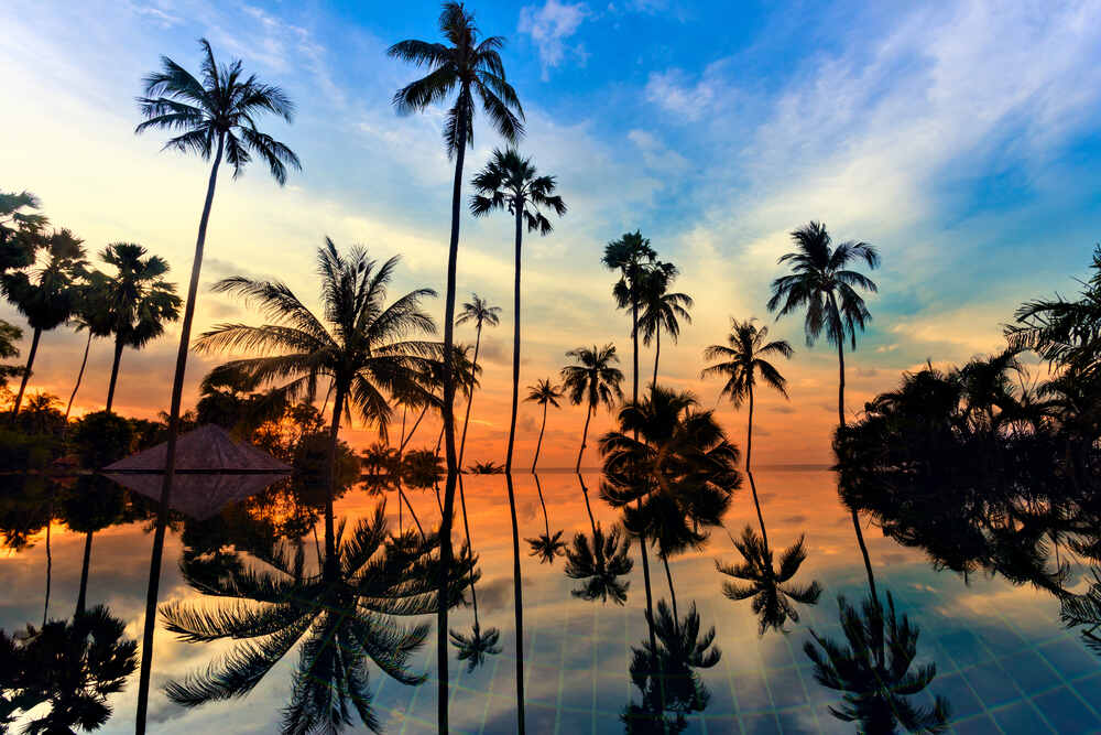 Coconut trees silhouetted against a twilight sky